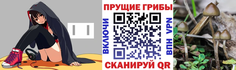 купить Новотроицк Галлюциногенные грибы Psilocybe